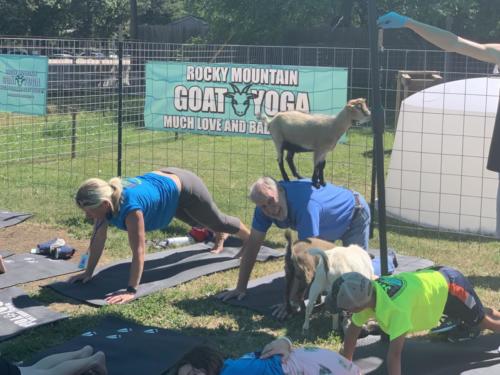 29. Mayor does goat yoga