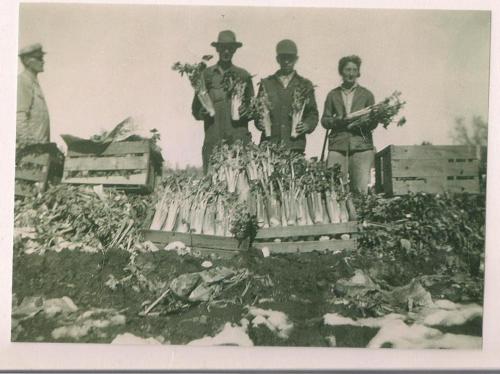 5. Celery Patch in early Wheat Ridge farm