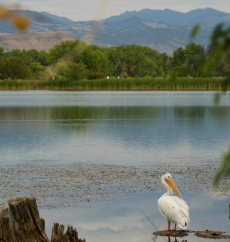 7. Pelican at West Lake in Wheat Ridge