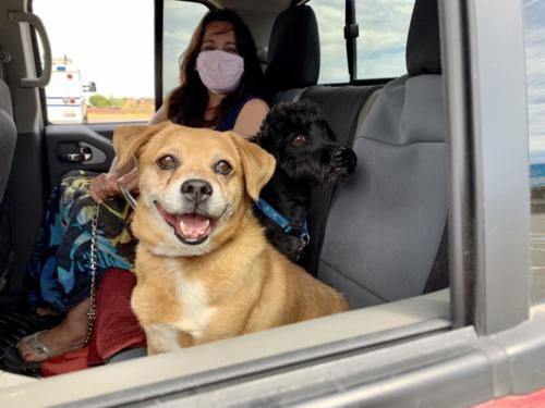 Two dogs wait in their car at a drive-thru vaccination event for El Pasoans to vaccinate their pets free of charge.